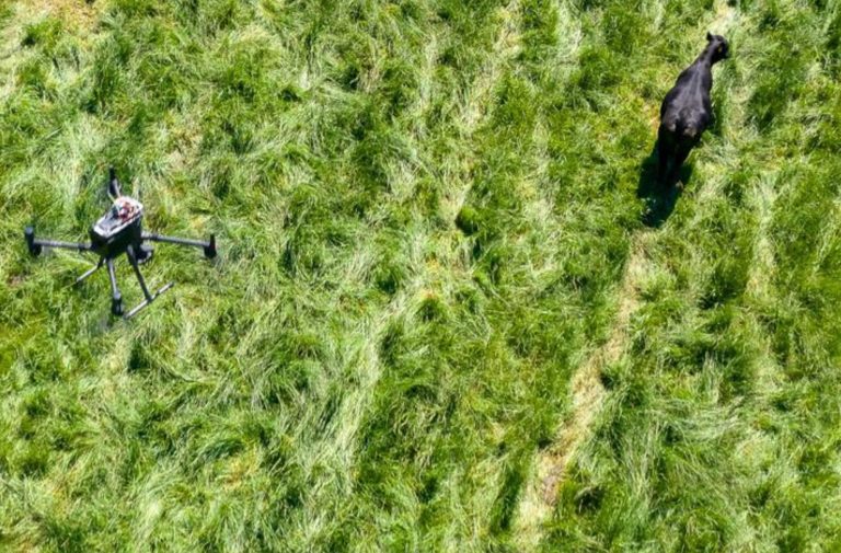 UK Researchers Land $910K Grant to Revolutionize Cattle Management with Drones