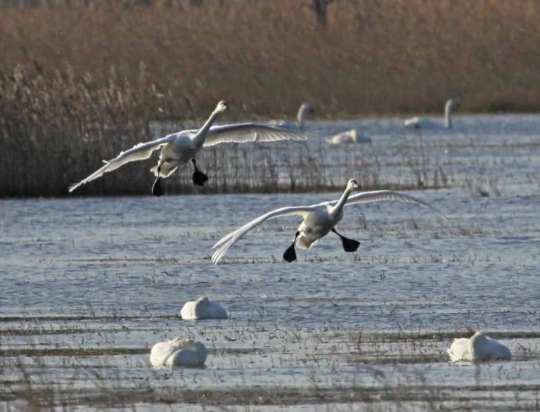 WDFW Launches Drone Program to Count Waterfowl in Washington State