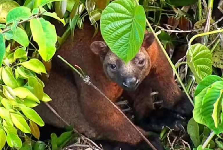 Thermal Drones Track Australia’s Elusive Bennett’s Tree Kangaroo in Scientific Breakthrough