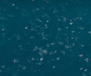 Drone Captures Rare Superpod of Thousands of Dolphins in Monterey Bay