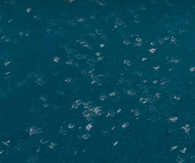 Drone Captures Rare Superpod of Thousands of Dolphins in Monterey Bay