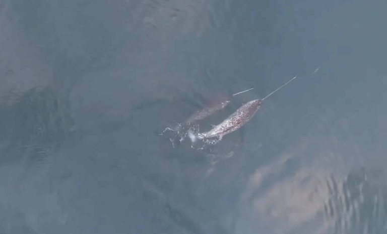 Drone Footage Reveals Narwhals’ Surprising Tusk Play in the Arctic