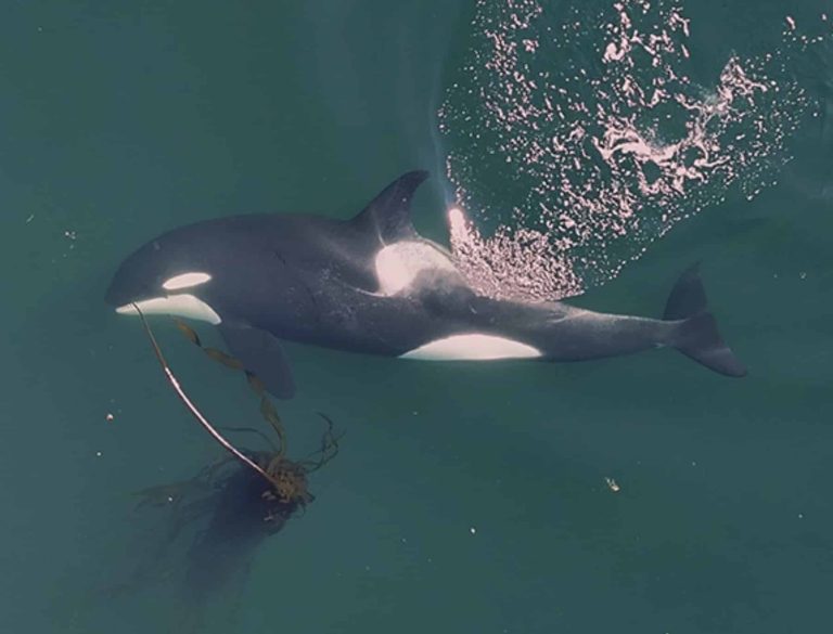 Drone Footage Uncovers Orcas Crafting Kelp Tools for Social Grooming