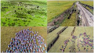 Drones Take Flight: Revolutionizing Animal Counting with Sky-High Tech!