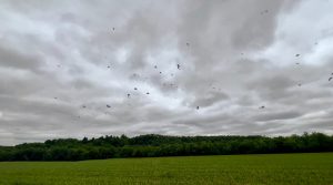 Drone CEO Warns of Escalating Airspace Risks, Calls for Urgent Reforms