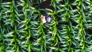 Drone Hero Saves Missing Girl in Wisconsin Cornfield
