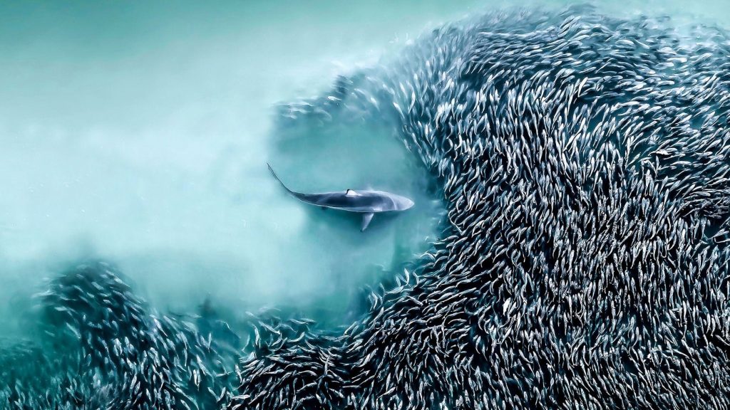 International Aerial Photographer of the Year’s Breathtaking Drone Art