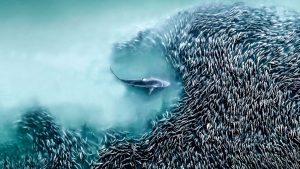 International Aerial Photographer of the Year’s Breathtaking Drone Art